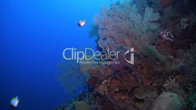 Coral reef with huge sea fans
