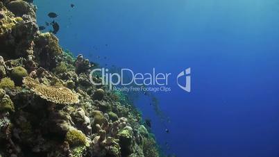 Humpback snapper on a coral reef
