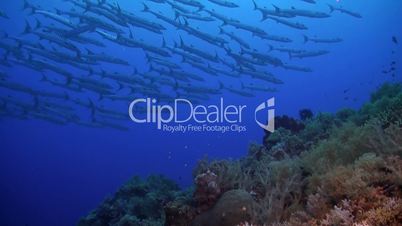 Coral reef with a school of barracudas
