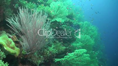 Coral reef with huge sea fans