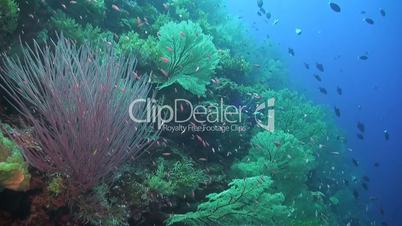 Coral reef with huge sea fans