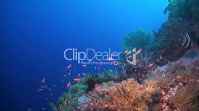 Colorful coral reef in Philippines
