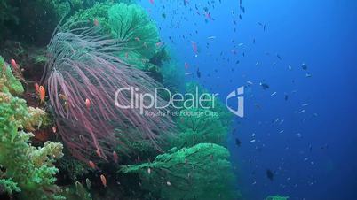 Coral reef with huge sea fans