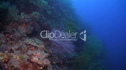 Coral reef with huge sea fans