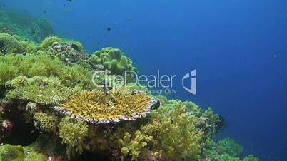 Colorful coral reef with many fish