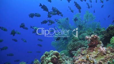 Snapper on a coral reef