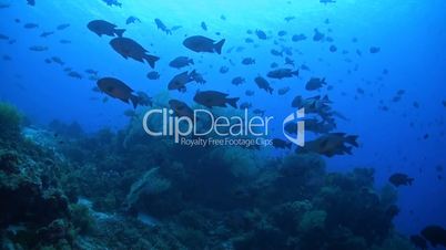 Snapper on a coral reef