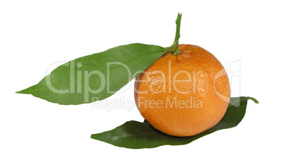 Ripe tangerine wits leaves