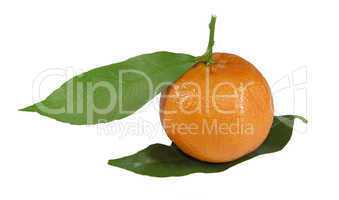 Ripe tangerine wits leaves