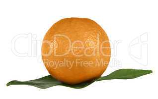 Ripe tangerine