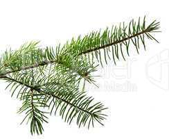 Spruce branch