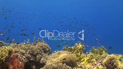 Coral reef with plenty fish