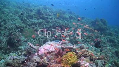 Coral reef with plenty fish