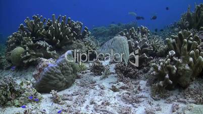 Cuttlefish on a coral reef