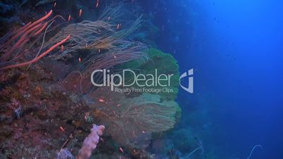 Huge sea fans on a colorful coral reef