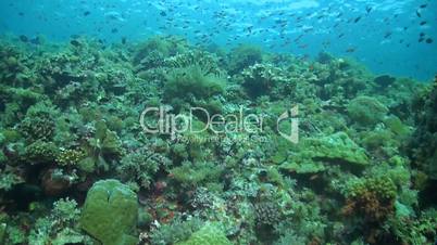 Coral reef with healthy corals and plenty fish