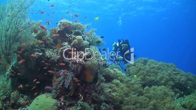 Colorful coral reef with rebreather diver