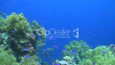 Coral reef with snapper