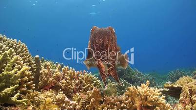 Cuttlefish on a coral reef