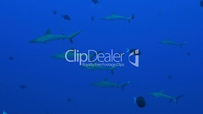 Grey Reef Sharks swimming in blue water