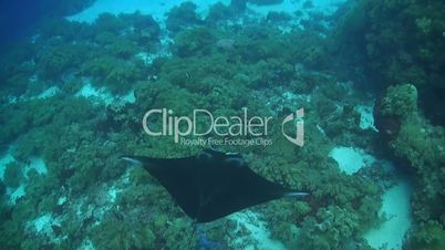 Manta ray swimming over a coral reef