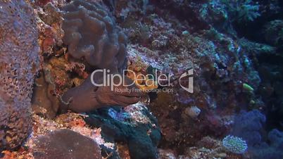 Moray eel on a coral reef with a cleaner fish
