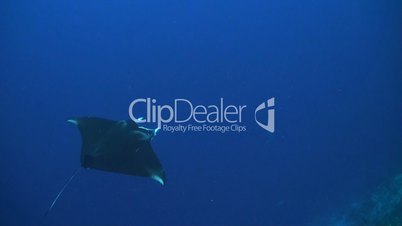 Manta ray on a coral reef