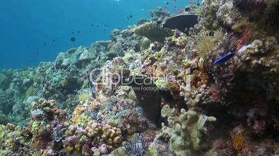 Moray eel on a colorful coral reef