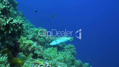 A Coral reef with a Napoleon wrasse