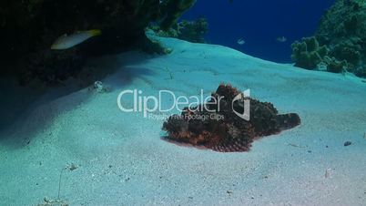 Scorpionfish on sandy bottom