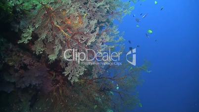 Coral reef with huge colorful sea fan