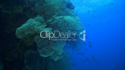 Coral reef with huge colorful sea fan