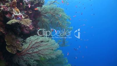 Coral reef with huge colorful sea fan