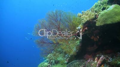 Coral reef with huge colorful sea fan