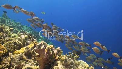 Humpback red snapper on a coral reef