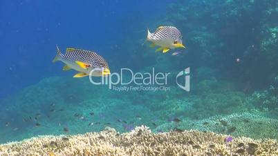 Diagonal banded sweetlips on a coral reef