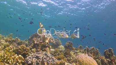 Diagonal banded sweetlips on a coral reef