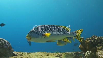 Diagonal banded sweetlips on a cleaning station