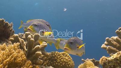 Sweetlips on a coral reef