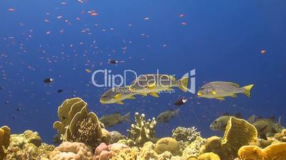 Sweetlips on a coral reef