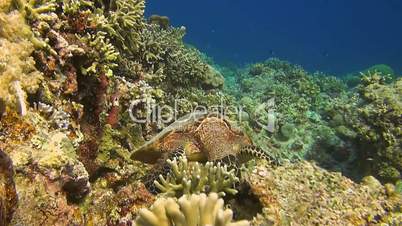 Hawksbill turtle on a coral reef