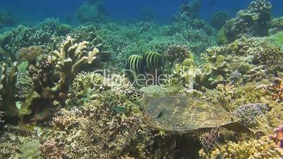 Hawksbill turtle on a colorful coral reef