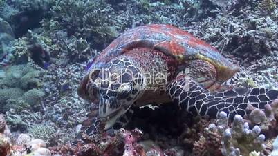 Hawksbill Turtle on a coral reef when eating