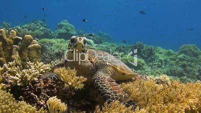 Hawksbill turtle on a colorful coral reef