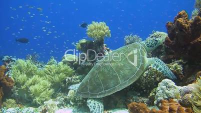 Green sea turtle on a colorful coral reef