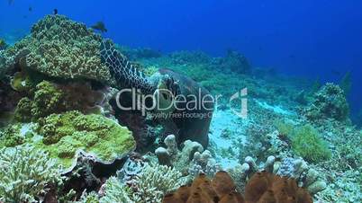 Hawksbill turtle on a colorful coral reef