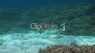 Green sea turtle swimming over a coral reef