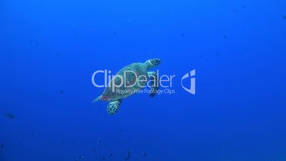 Hawksbill turtle swimming in blue water