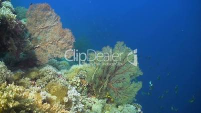 Unicornfish swimming on a coral reef