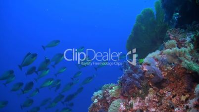 Unicornfish swimming on a coral reef